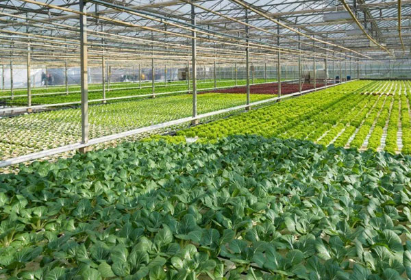 粵崗合作蔬菜種植基地蔬菜基地粵崗蔬菜配送