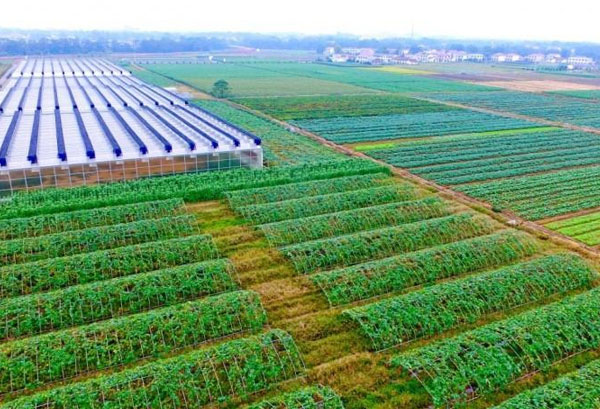粵崗合作蔬菜種植基地蔬菜基地粵崗蔬菜配送