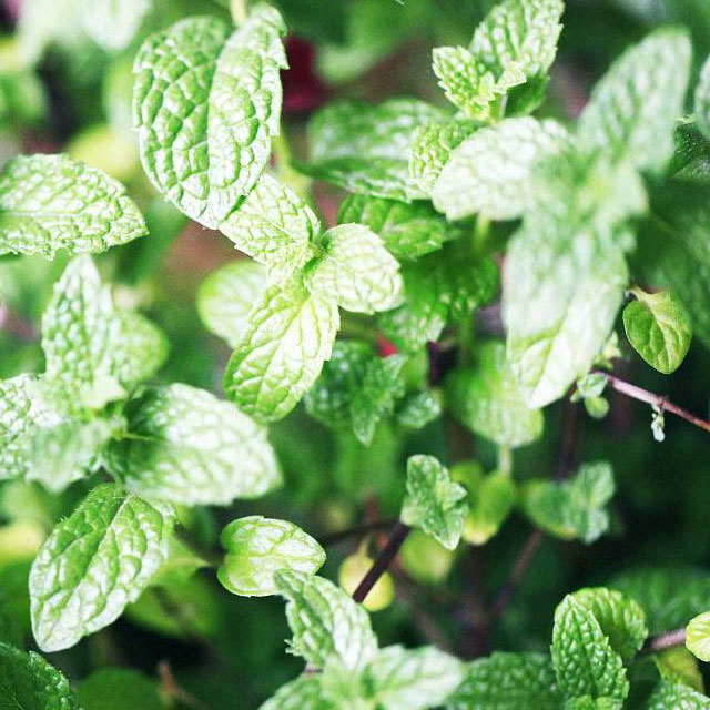 涼薄荷配送蔬菜配送粵崗蔬菜配送